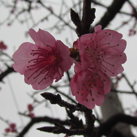 八重岳で開花していた桜サムネイル