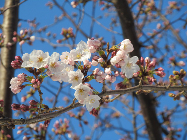 桜開花状況円光院世田谷駅側で最も咲いているあたり２アップ