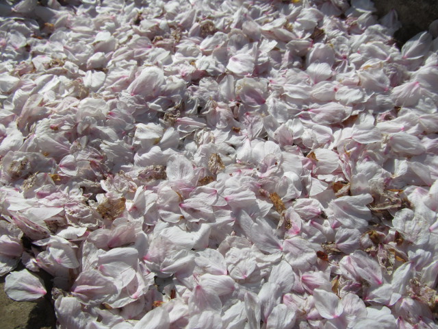 天祖神社の桜の花びらの絨毯2015