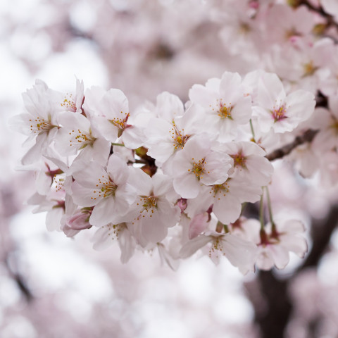 桜満開予想2015記事20150306サムネイル