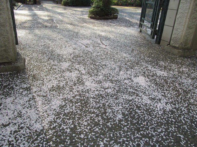 浄光寺の桜の花びらの絨毯2015