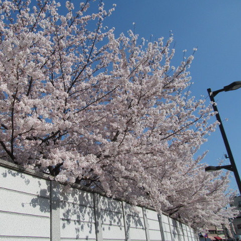 世田谷駅周辺の満開の桜2015サムネイル２
