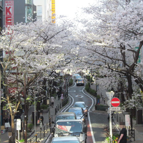 渋谷桜丘さくら通りの満開の桜サムネイル
