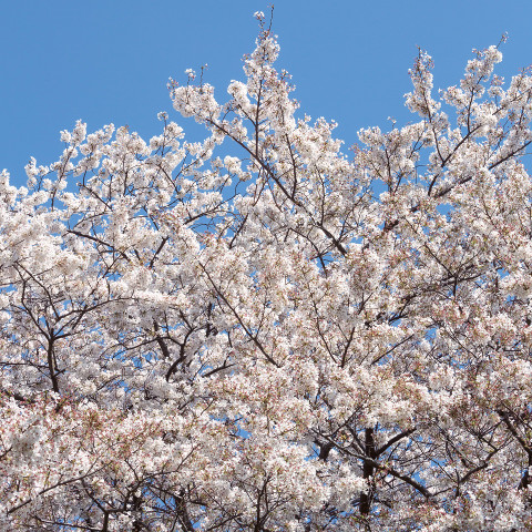 世田谷区桜祭り一覧2016サムネイル