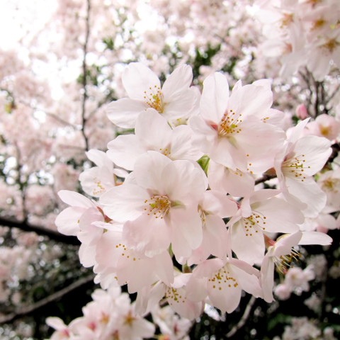 桜開花日満開日予想2016共通サムネイル２