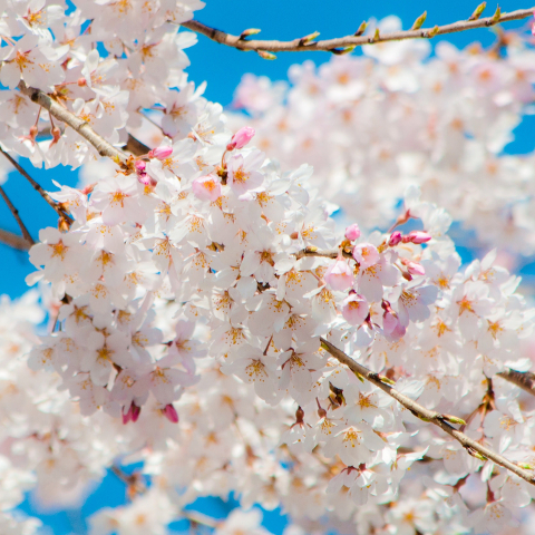 世田谷区桜祭り一覧2017年編サムネイル