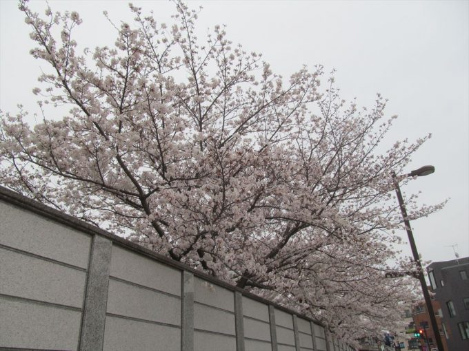 setagaya-cherry-full-bloom-20210328-004