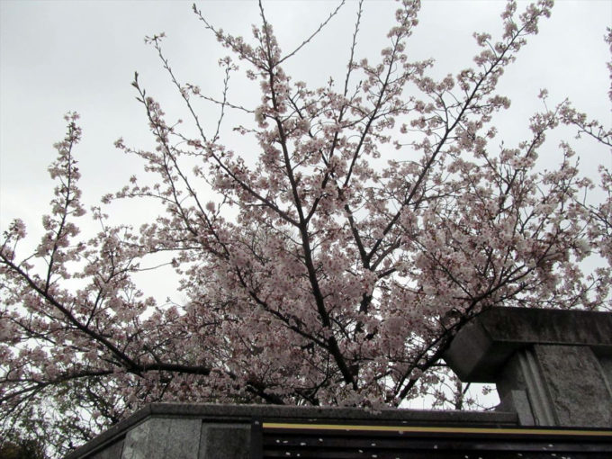 setagaya-cherry-blossoms-20220403-001