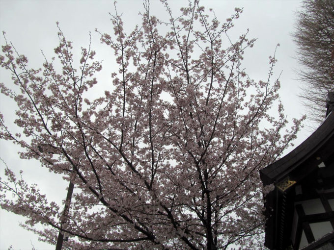 setagaya-cherry-blossoms-20220403-003