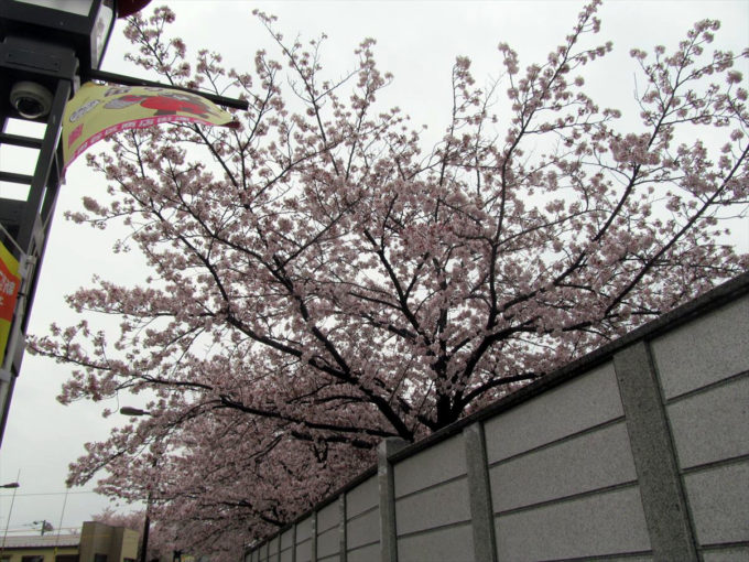 setagaya-cherry-blossoms-20220403-006