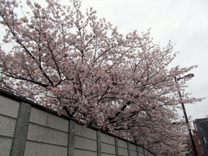 setagaya-cherry-blossoms-20220403-008