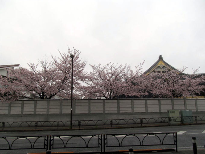 setagaya-cherry-blossoms-20220403-010