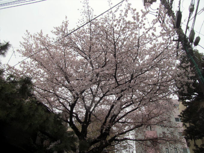 setagaya-cherry-blossoms-20220403-015