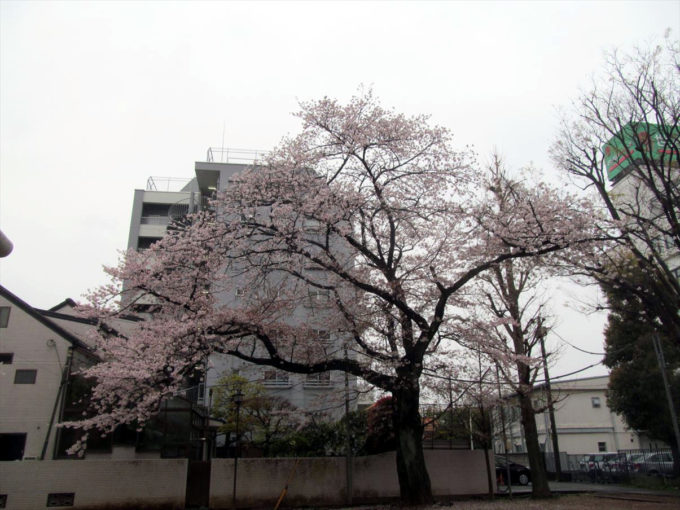 setagaya-cherry-blossoms-20220403-017