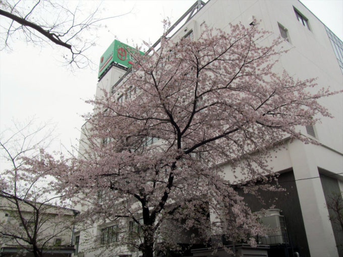 setagaya-cherry-blossoms-20220403-018